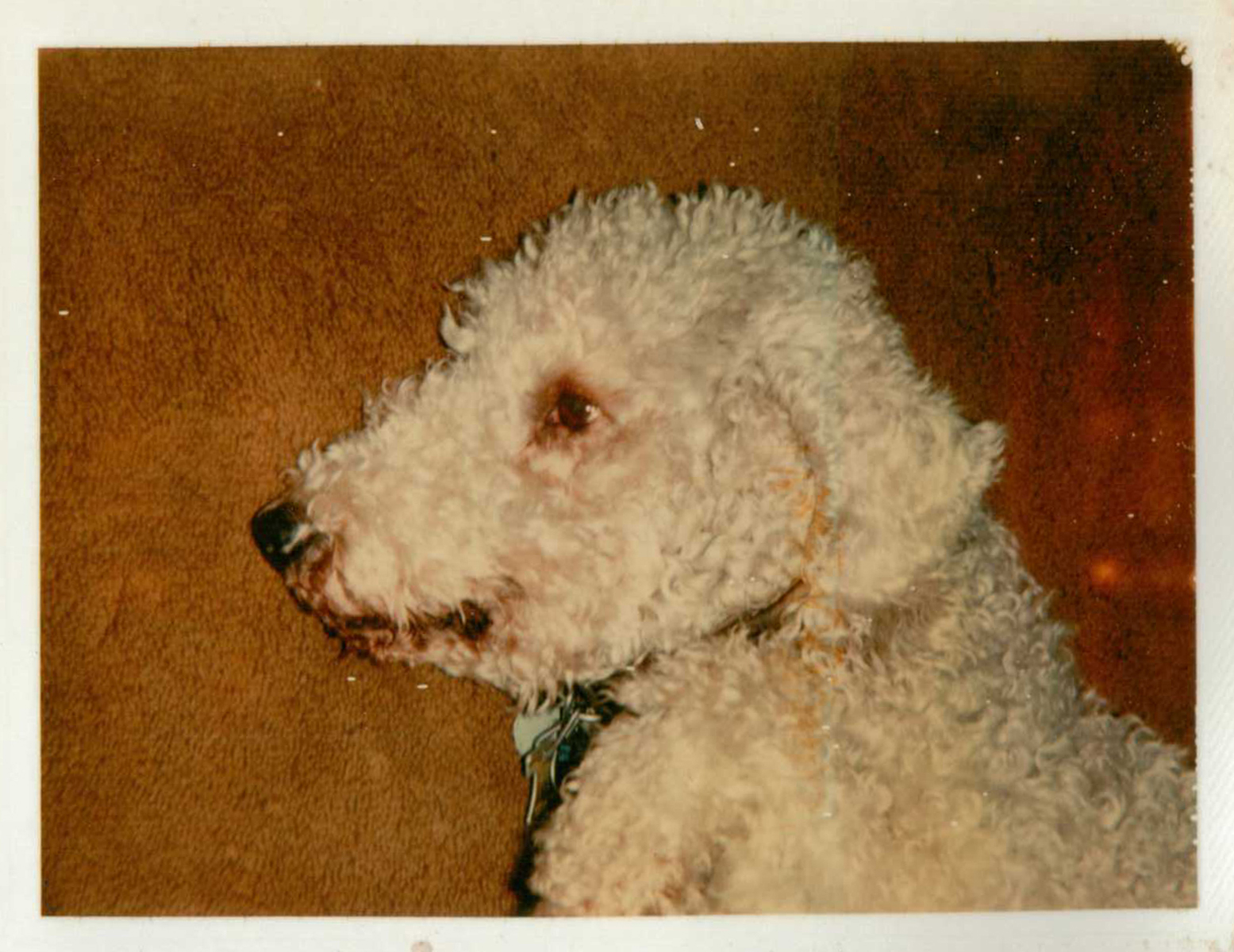 Snoopy! The best dog ever